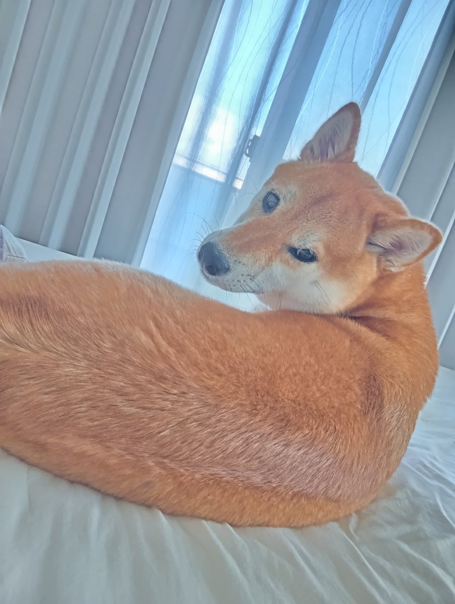 きつねいぬ@プロフ必読ページ 楽天市場】ペット おもちゃ FOFOS フォフォス くたくた きつね