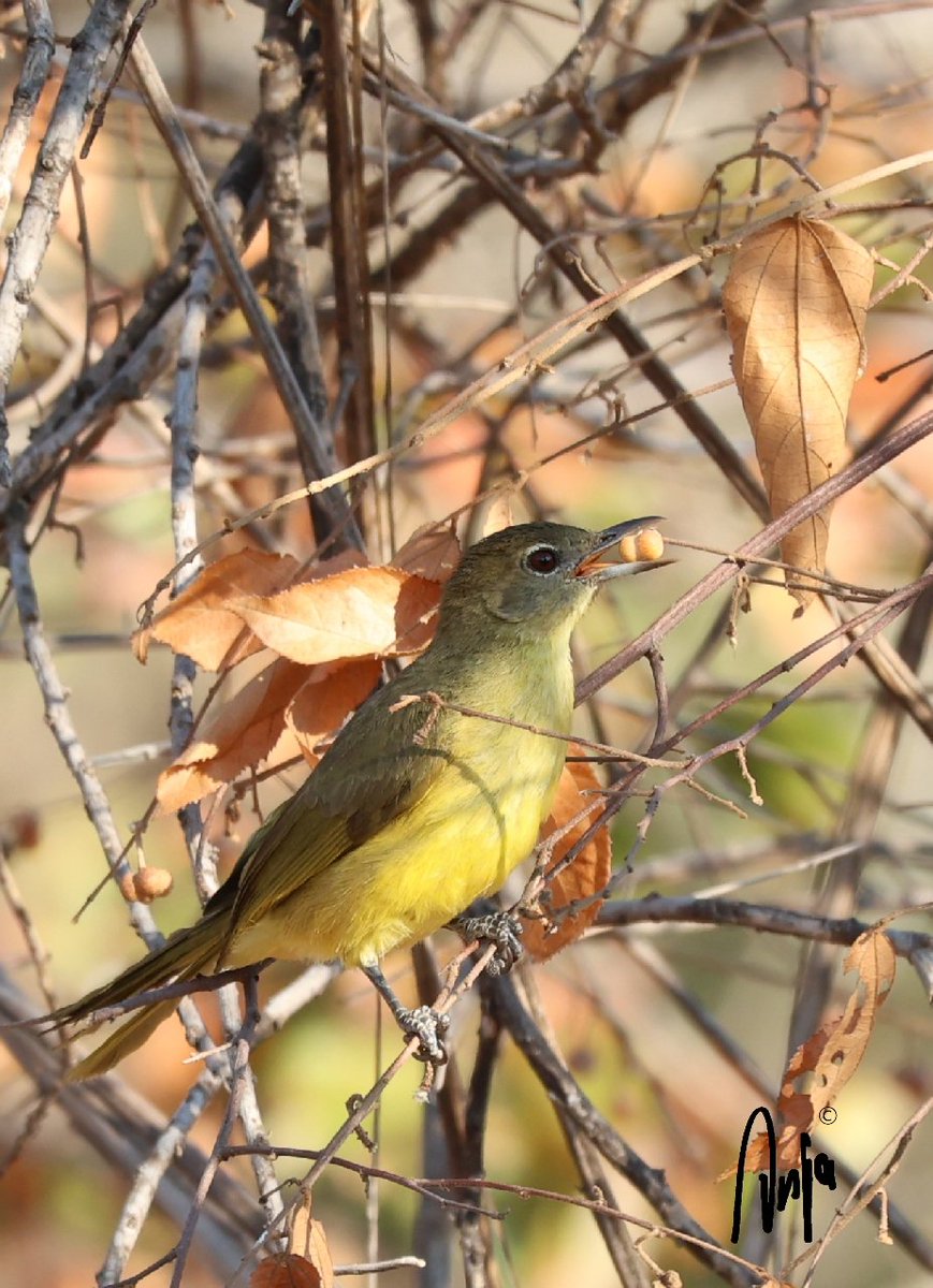 AnjaBSch's tweet photo. Too busy eating to worry about the person with a camera. #Yellowbellied #Bulbul.
#photography #nature #outdoors #garden #goedemorgen #birdwatching #Francistown #Botswana #Africa #BirdsSeenIn2025 https://t.co/0vU7TScTcZ