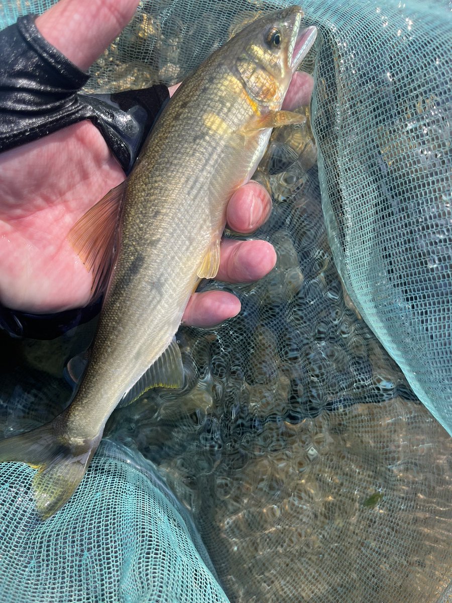 SGMRMSR's tweet image. 今日の引きは楽しかった😁
#越後湯沢
#魚野川
#鮎釣り