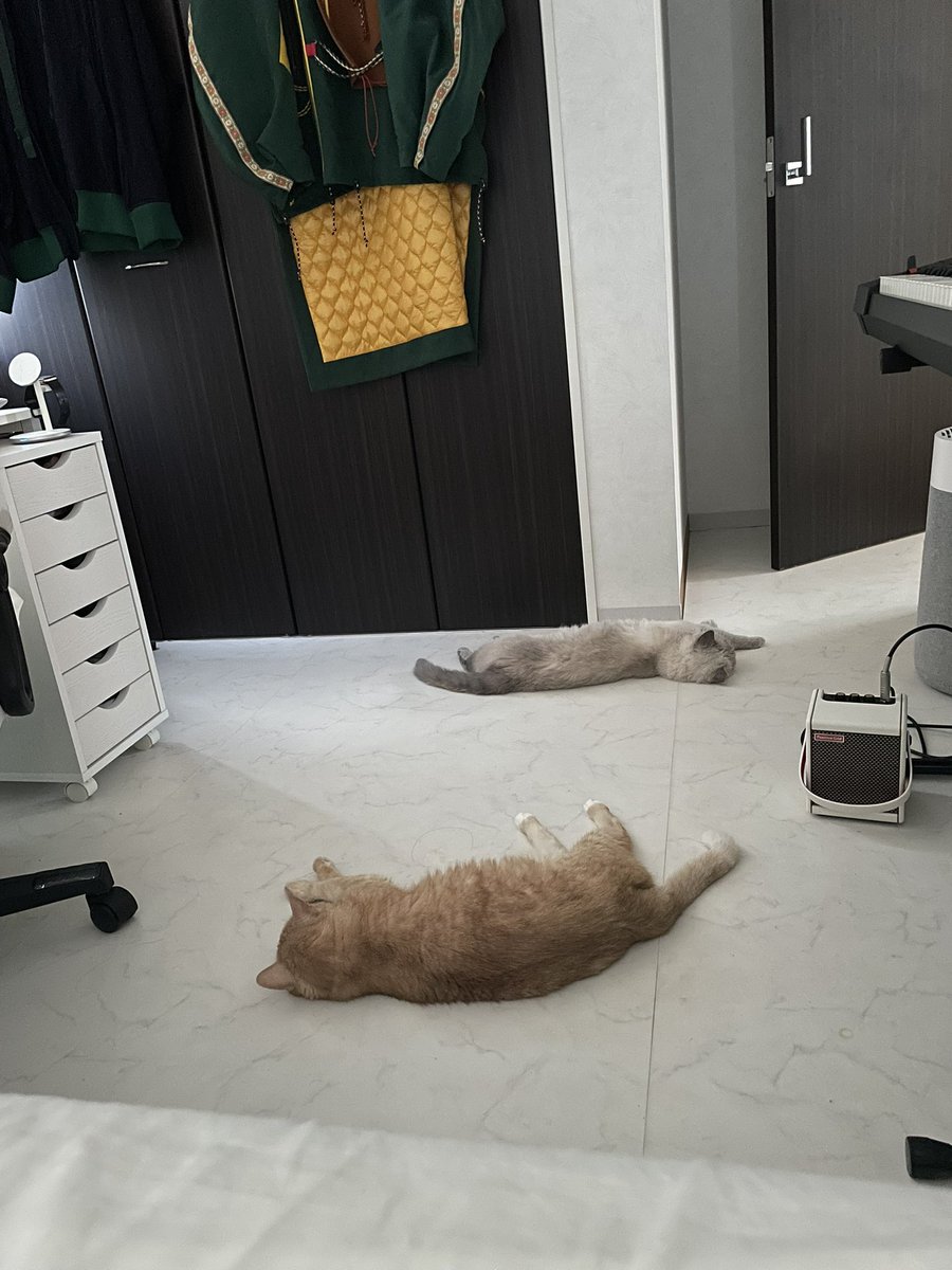 仕事疲れたーって寝転んでたら、猫も寝転んでた。可愛い。