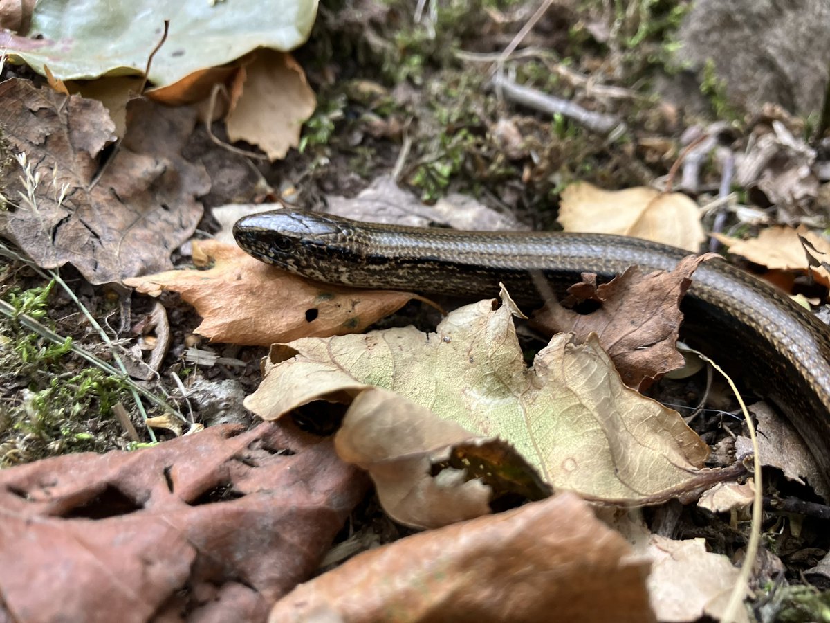 quantocknature's tweet photo. So nice to see a live #reptile on the @quantockhills. Rare encounter these days. #slowworm @SomersetWT @Natures_Voice https://t.co/swrssjrbe9