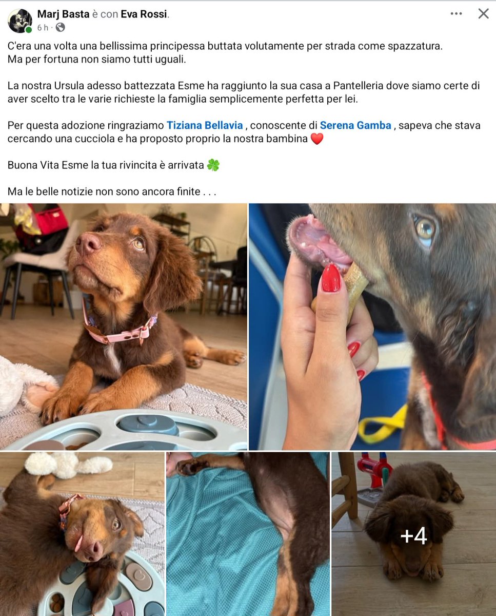 unonlus's tweet image. #Ursula #Nemo e #Merlino tuti e tre
felicemente #adottati 
❤️❤️❤️❤️❤️❤️❤️❤️❤️