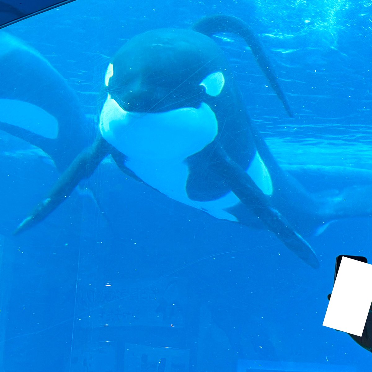 MihoTrump's tweet photo. アース
2025.07

#シャチ #orca #アース  #水族館 #名古屋港水族館 #名古屋 #推し #思い出 https://t.co/uUZn5ujjkv