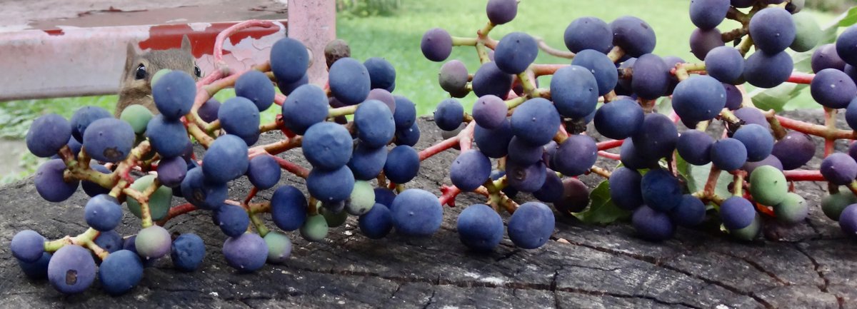 Ope! There she is! Can you spot the #chipmunk?