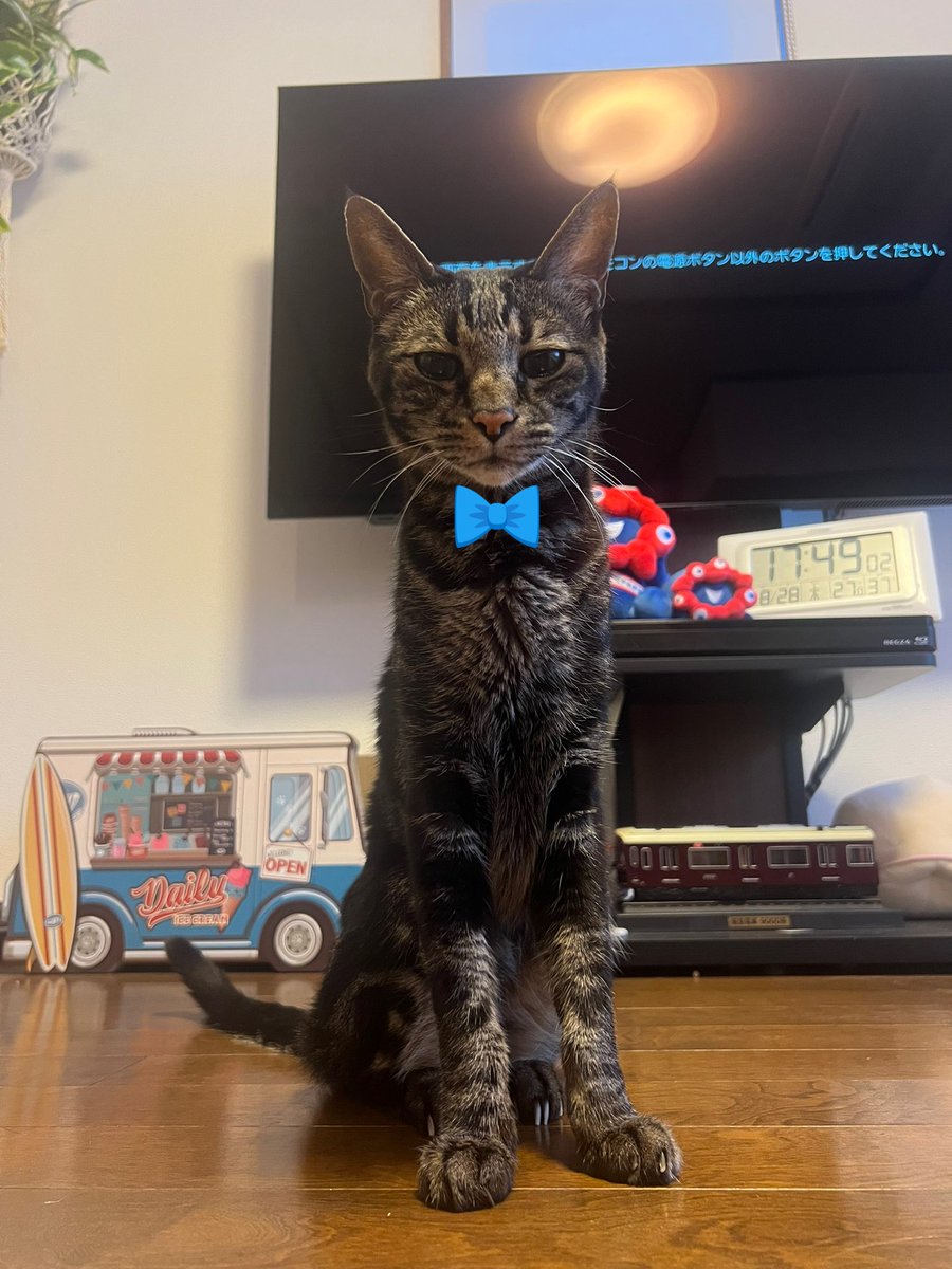 お迎えにあがりました。

#ハイシニア #17歳　#蝶ネクタイが似合うね