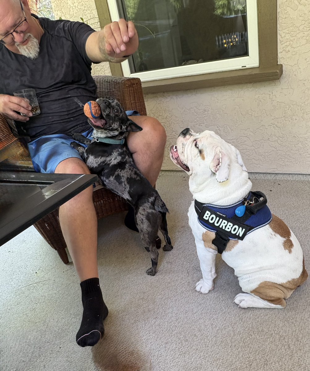 I had a play date yesterday with a Frenchton named Pepper. It was fun she put me in my place a couple times over her ball cause she really likes her ball but other than I was a perfect gentleman 🩵🥰😂 #friends