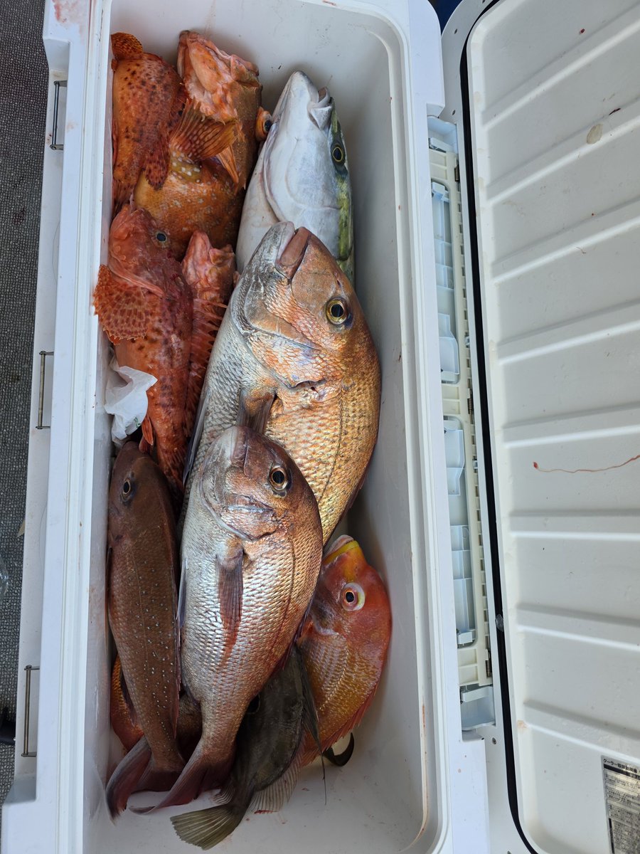 n_elfi_r's tweet image. この前のタテ釣り〜🫶
ヒラメがなかなか釣れやんけどいっぱい魚は釣れた🥺