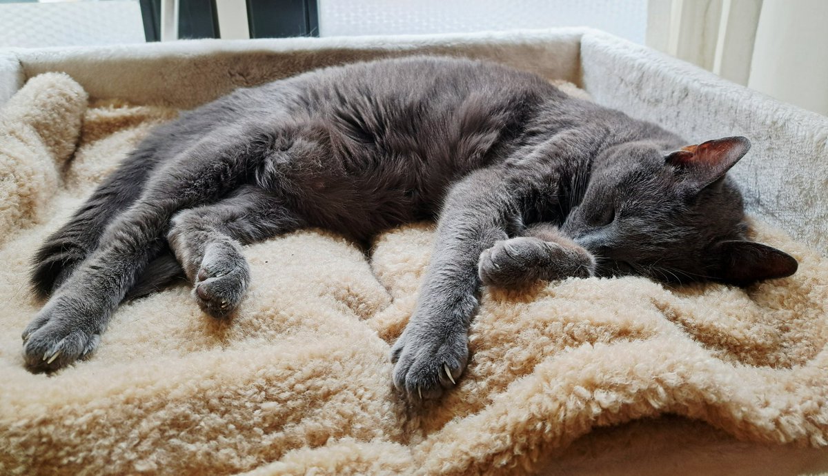 Jack heb ik uit het asiel, nadat hij en zijn broer in beslag genomen waren. Bange hummels waren het. Een paar jaar geleden nog, had ik zo'n foto niet kunnen maken zonder een acute sprint naar buiten. 

De rust in dat lijfje is heerlijk om te zien. 🧡