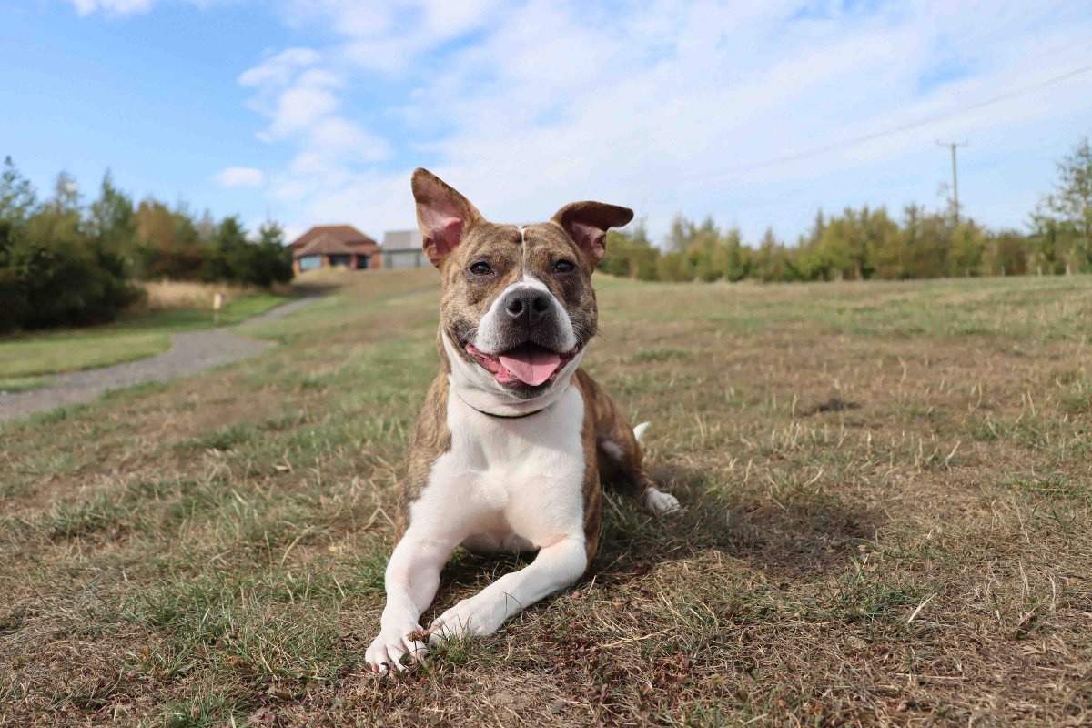 DT_Darlington's tweet image. How beautiful is Diva 😍 She couldn&apos;t resist posing for a quick photo out on her walkies 📸🐾

If you are interested in adopting a dog like Diva, head on over to the website to start your application

@DogsTrust 
#Walkies #Poser #HappyDoggo #AdoptDontShop