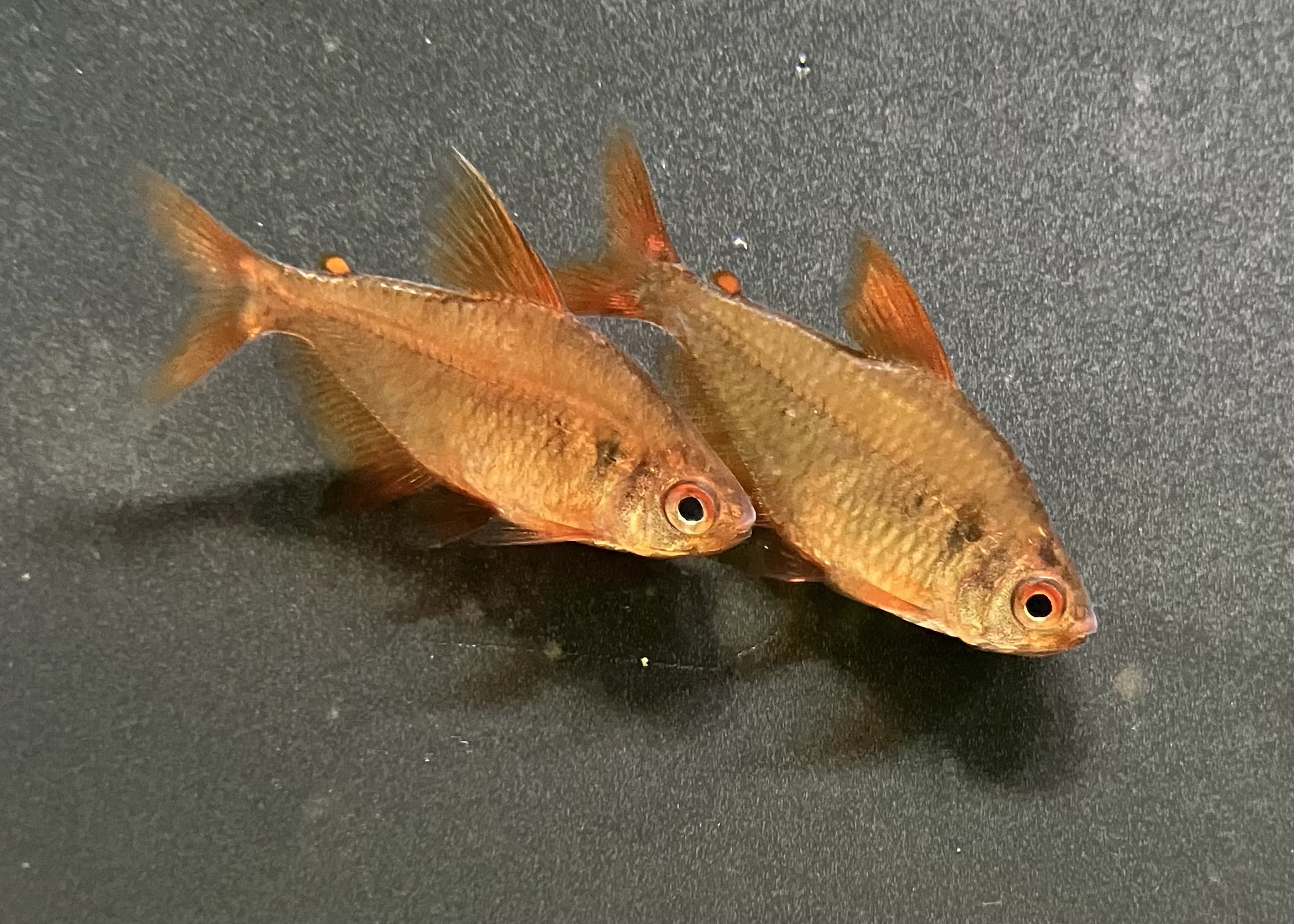 【新品、未使用・静岡 熱海限定・ 花火大会ver・金魚⭐️キティレア⭐️ かねだい千葉店 on X: 