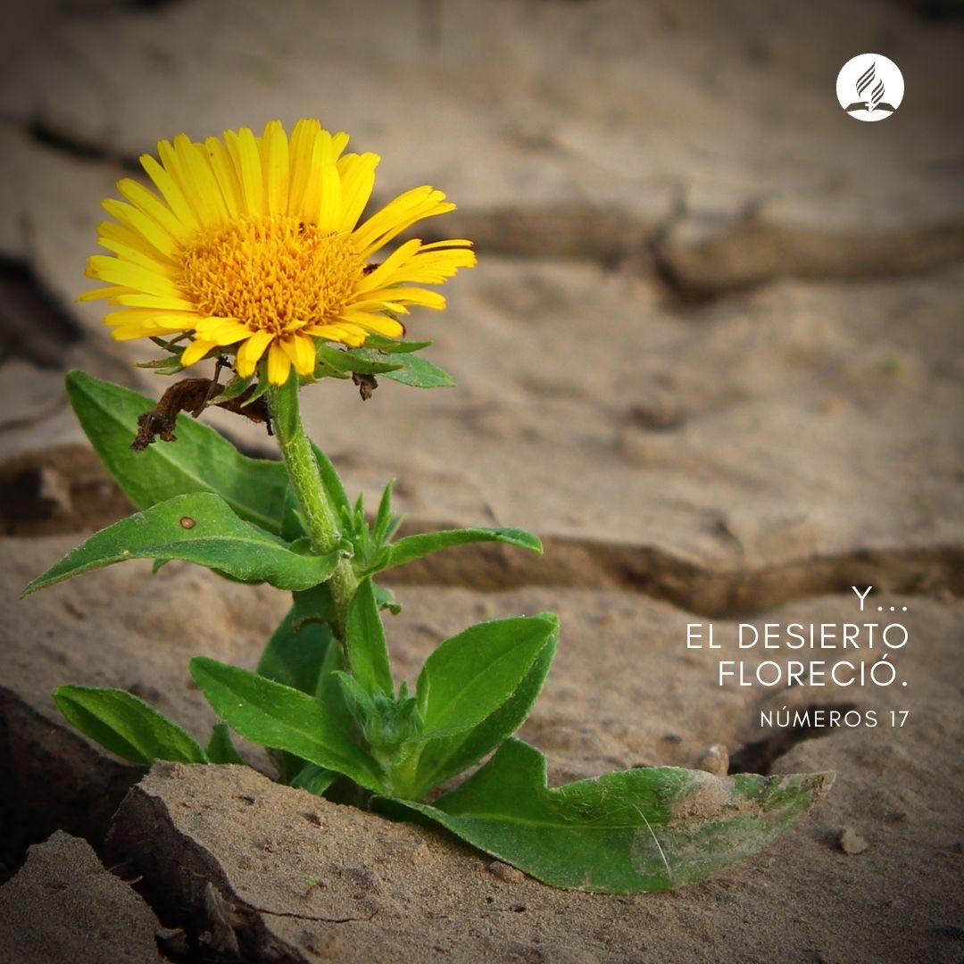 And ...the desert bloomed - Num 17

E ...o deserto floresceu - Núm 17

#GodFirst #PrimeroDios #PrimeiroDeus #RpSp #RbHw