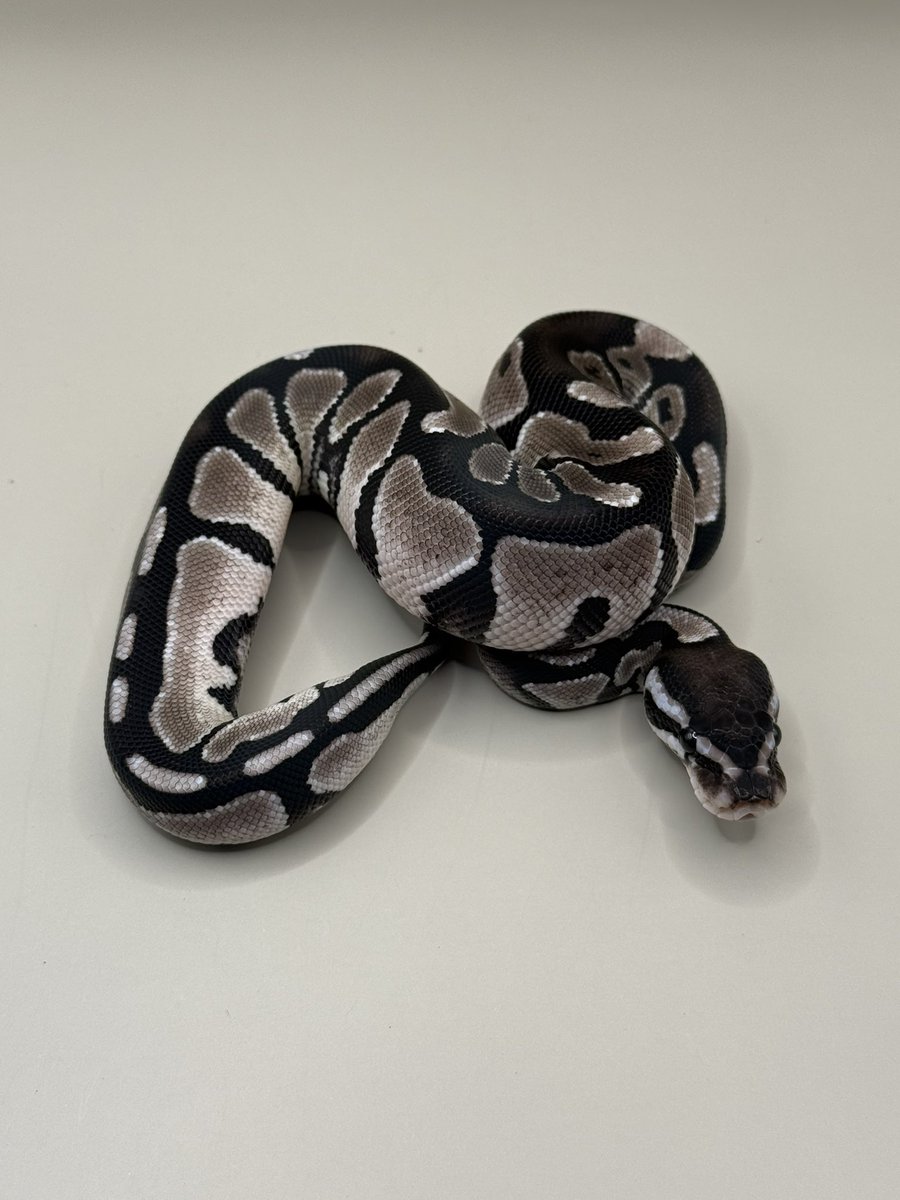 Python_regius44's tweet image. 初めてお脱ぎになりました #1
ファーストシェッド