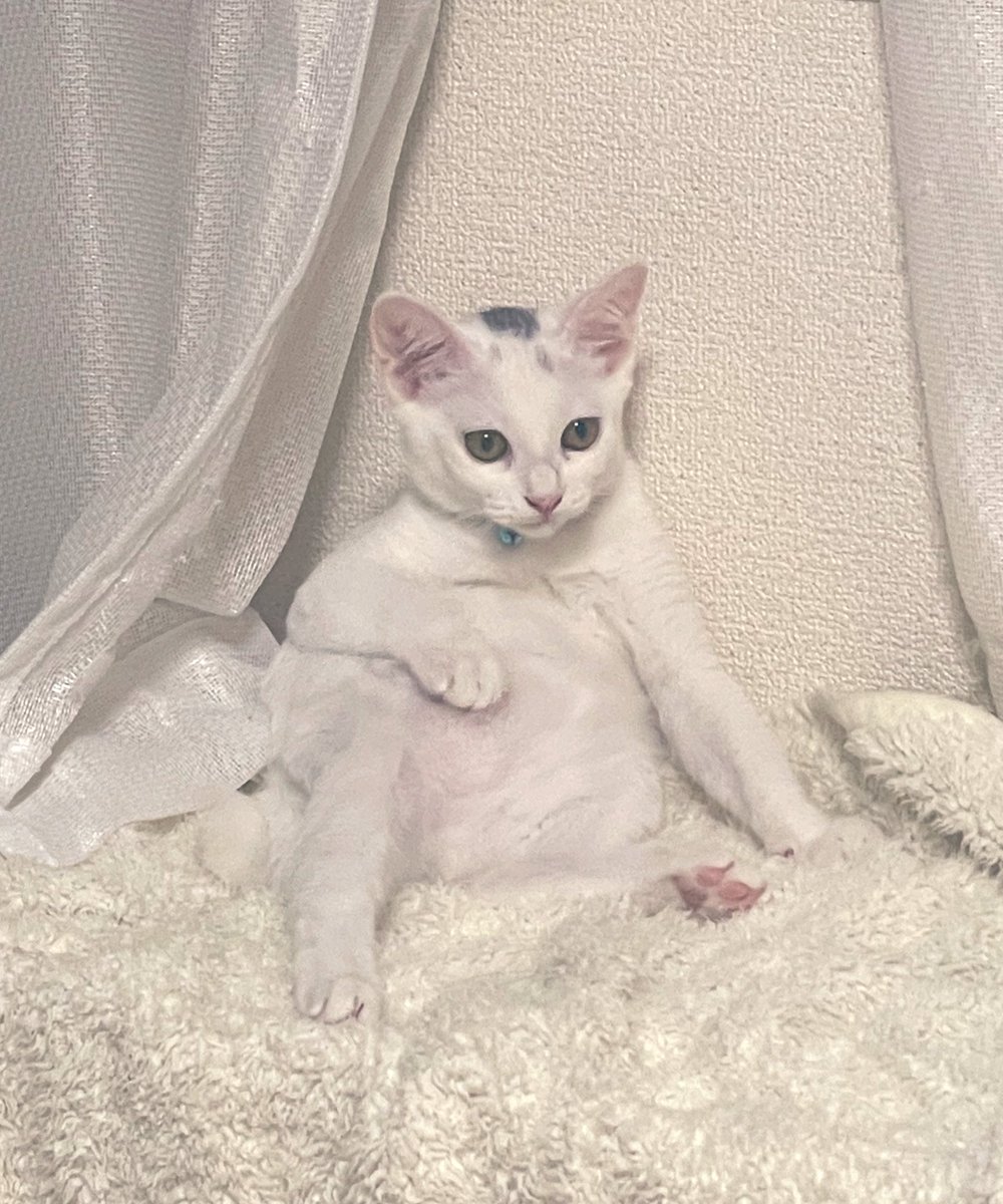 takema_926's tweet photo. テレビ見てるおじさんじゃないんだからさぁ🐈 https://t.co/NUtvsMkUEQ