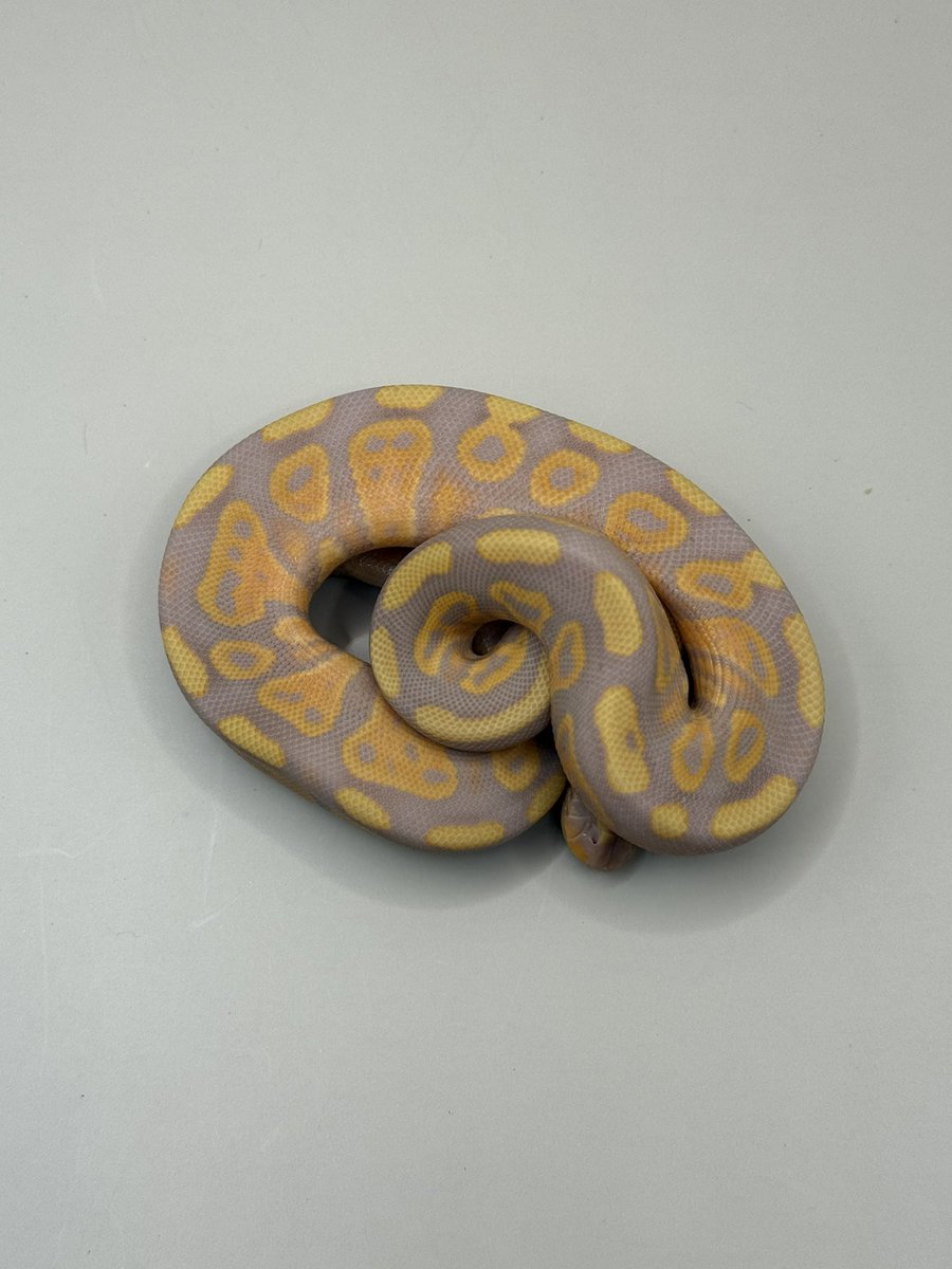 Python_regius44's tweet image. 初めてお脱ぎになりました #2