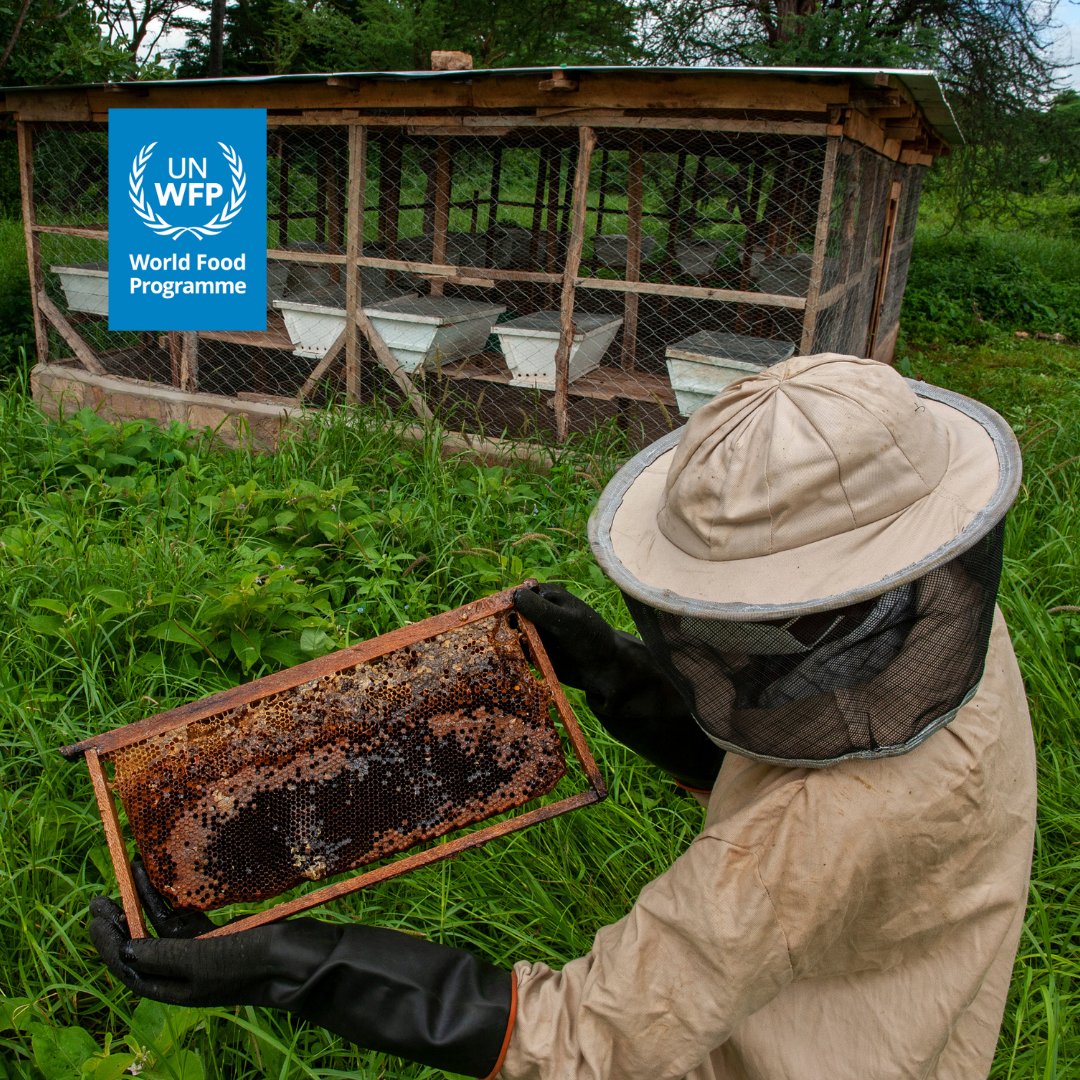 WFP_Kenya's tweet photo. 🐝🍯 In #Kenya, beekeeping is helping families diversify their incomes.

“With the hives we received, our income has grown,” says Rashid, a beekeeper from Isiolo.

With training and tools from @WFP, Rashid and his group are producing honey that supports their families, strengthens food security, and improves livelihoods.