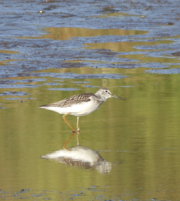 EdBirder's tweet image. Greenshank on Chobham Common this morning together with Green and Common Sandpipers for company @SurreyBirdNews