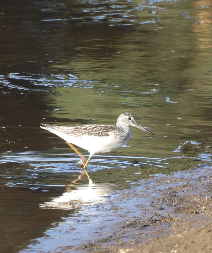 EdBirder's tweet image. Greenshank on Chobham Common this morning together with Green and Common Sandpipers for company @SurreyBirdNews