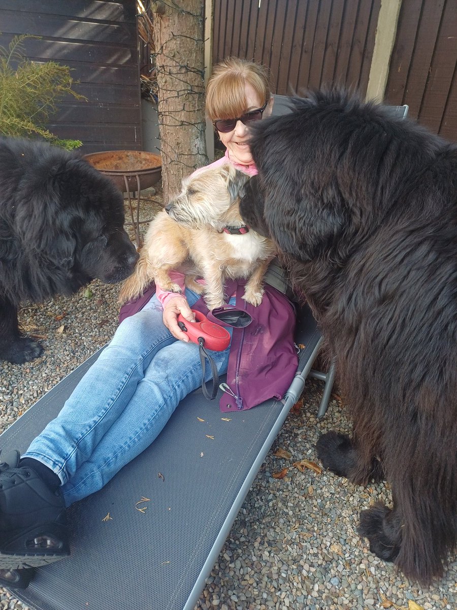 burrowingbolt's tweet image. When your bessie little pal comes to visit with her hoomum 😍🐕🐕🐕😍 #dogsoftwitter #dogsontwitter #dogs #dogsofX