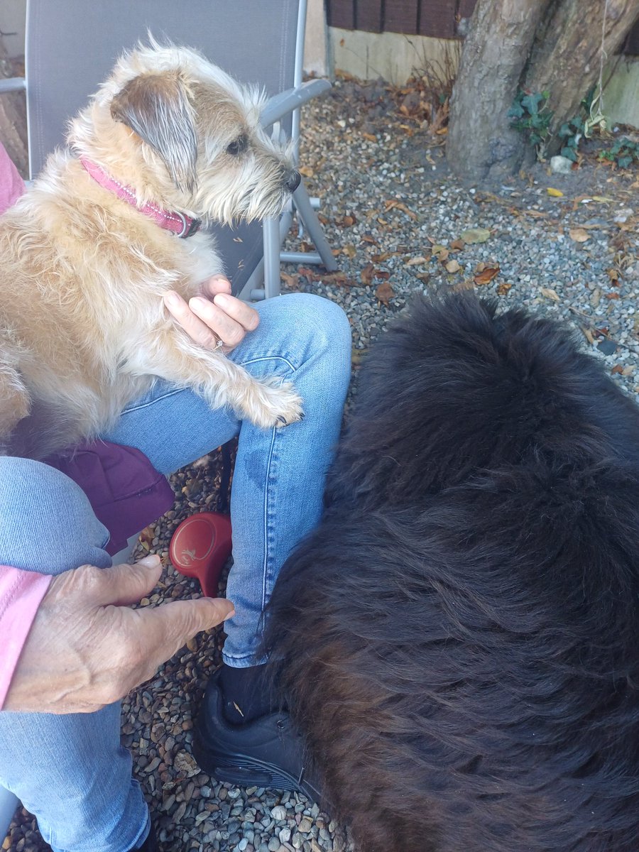 burrowingbolt's tweet image. When your bessie little pal comes to visit with her hoomum 😍🐕🐕🐕😍 #dogsoftwitter #dogsontwitter #dogs #dogsofX