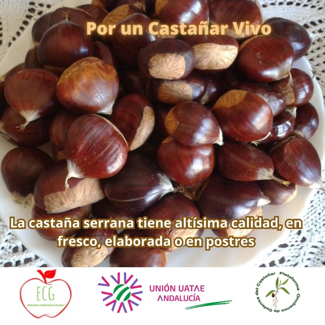 Las XV Jornadas Europeas del Castañar se celebrarán en Aracena este septiembre huelvamagazine.com/las-xv-jornada…