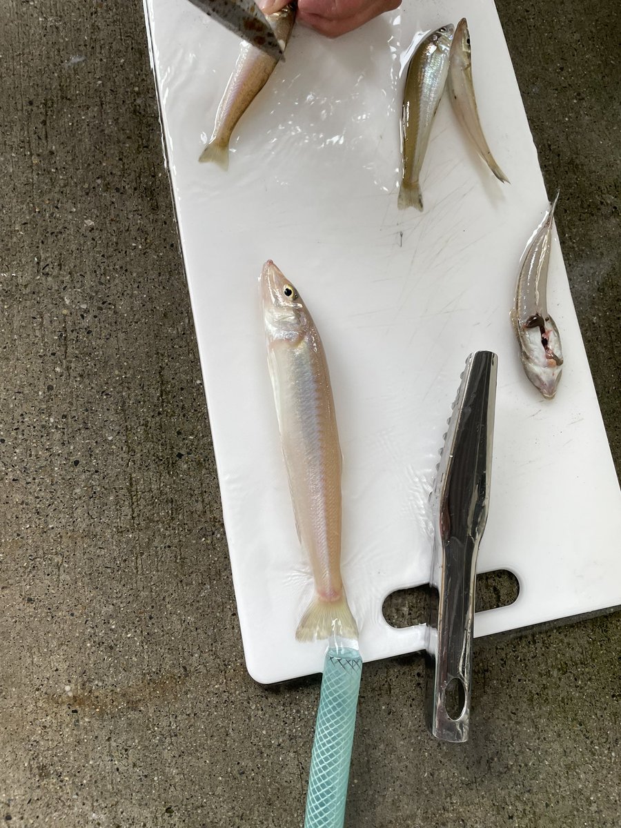 岩手遠征
簡単にヒラメが釣れてしまいました。もう関東では釣りできない