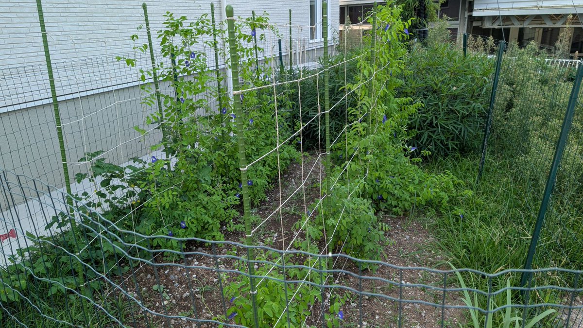fuji_s_h's tweet photo. 自然探索クラブが裾野市の特産品のバタフライピーを栽培しています🌺地域の方のご協力もあり、すくすくと成長しています！本日は、生産者の方や地元の酒屋さんなどに収穫したバタフライピーをお渡ししました。不二聖心産のバタフライピーが商品になることを楽しみにしています🥰 https://t.co/5YCeon11ne