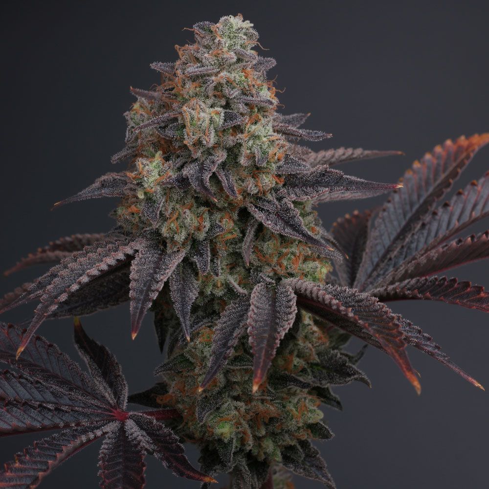 puresativa_'s tweet photo. Zowahh V2.0 The Champ by Karma Genetics
@karmagenetics
Zowahh 2.0 = Original Z Bx x Karma Sour D Bx
The Z Bx2 use has far better structure and branch length. She is faster growing and rooting a common complaint for the Original Z cut.
#zowahh #karmagenetics #zowahhv2 https://t.co/txj1jtBVUg