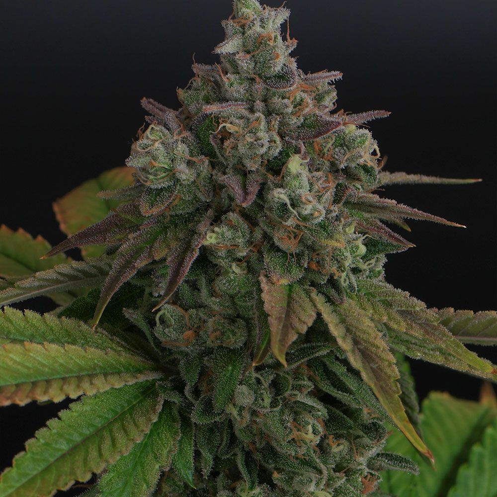 puresativa_'s tweet photo. Zowahh V2.0 The Champ by Karma Genetics
@karmagenetics
Zowahh 2.0 = Original Z Bx x Karma Sour D Bx
The Z Bx2 use has far better structure and branch length. She is faster growing and rooting a common complaint for the Original Z cut.
#zowahh #karmagenetics #zowahhv2 https://t.co/txj1jtBVUg