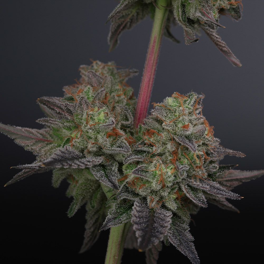 puresativa_'s tweet photo. Zowahh V2.0 The Champ by Karma Genetics
@karmagenetics
Zowahh 2.0 = Original Z Bx x Karma Sour D Bx
The Z Bx2 use has far better structure and branch length. She is faster growing and rooting a common complaint for the Original Z cut.
#zowahh #karmagenetics #zowahhv2 https://t.co/txj1jtBVUg