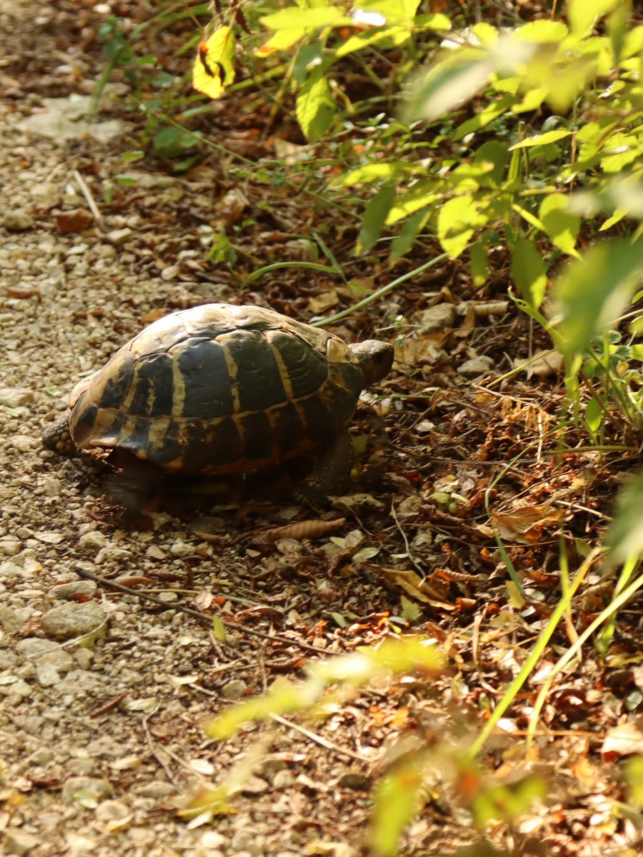Wild swims + forest hikes in Virpazar = Montenegro family adventure magic. 🐍🐢

Who’s in for summer 2026? 👇

f.mtr.cool/yggeogkhdi