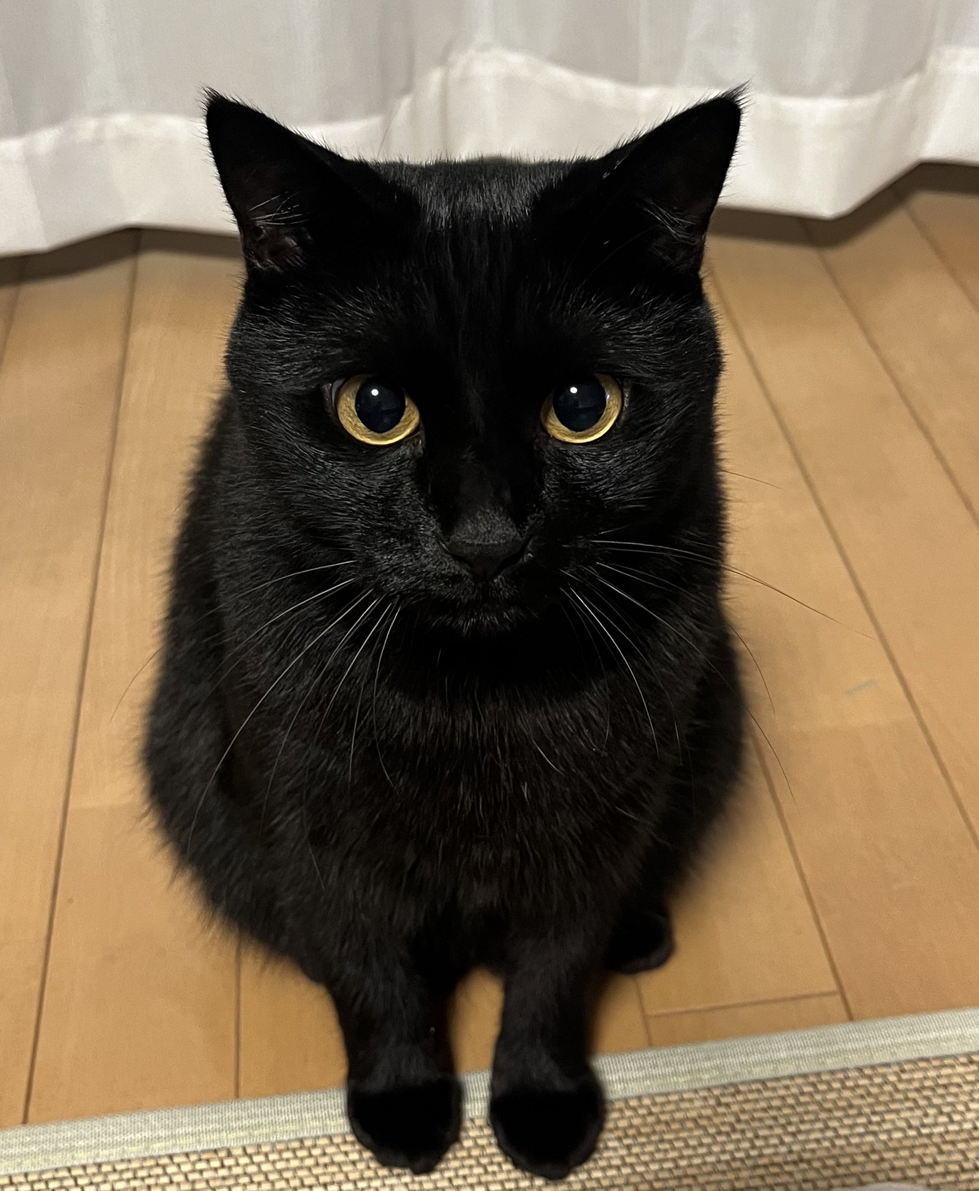 食べちゃう(黒猫) 黒猫 - Search / X