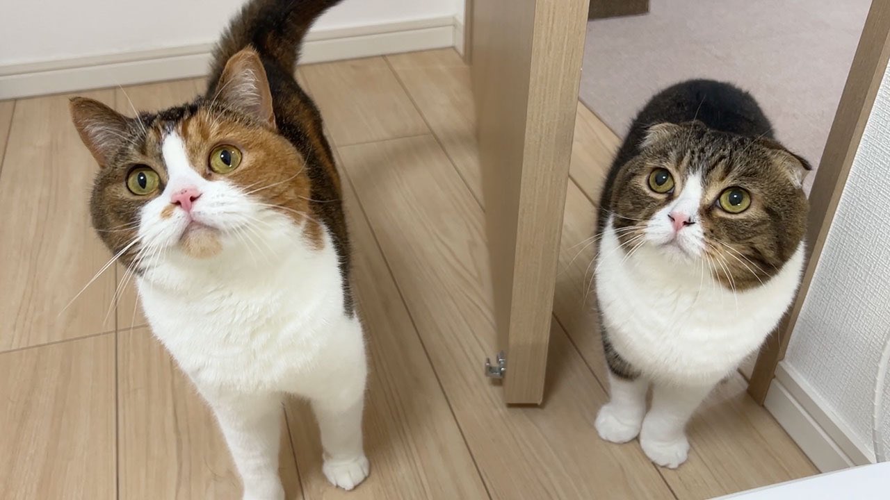 ぽこ太郎 スコスコぽこ太郎&うま次郎〜猫ちゃんねる〜 - YouTube