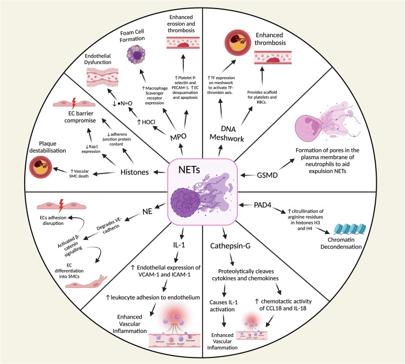Mani Subramanian 🫀 (@mani_cvd) on Twitter photo Pleased to share our latest review on neutrophil extracellular traps (NETs) in atherosclerosis 🧬🫀.
We discuss how NETs drive plaque progression and outline translational strategies to target them for stabilisation.
👉 doi.org/10.1016/j.phar…
<a href="/TheBHF/">British Heart Foundation</a> <a href="/QMULWHRI/">William Harvey Research Institute</a> Pleased to share our latest review on neutrophil extracellular traps (NETs) in atherosclerosis 🧬🫀.
We discuss how NETs drive plaque progression and outline translational strategies to target them for stabilisation.
👉 doi.org/10.1016/j.phar…
<a href="/TheBHF/">British Heart Foundation</a> <a href="/QMULWHRI/">William Harvey Research Institute</a>