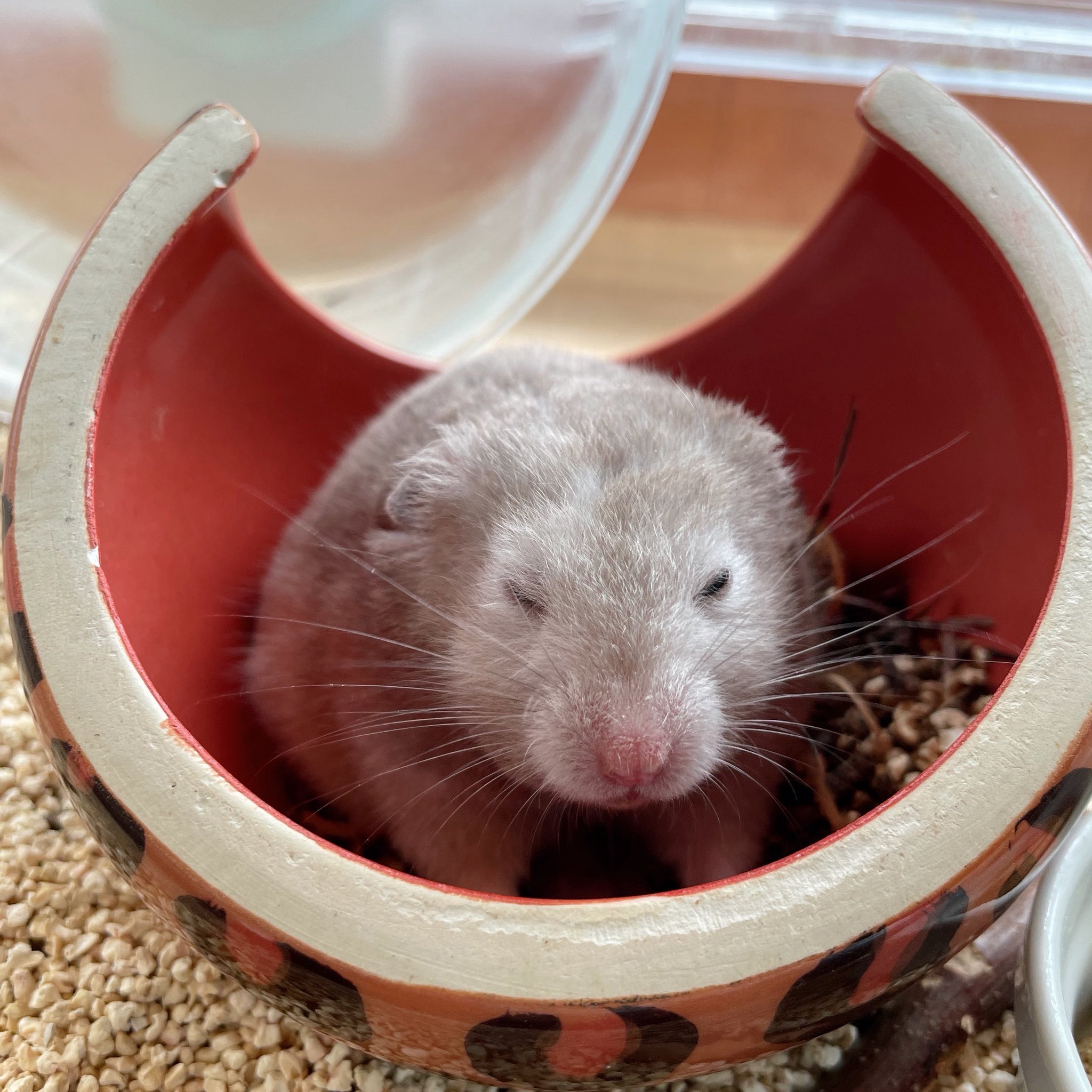 ハムスターさん専用　参考写真 ハムスターカフェ mogumogu on X: 