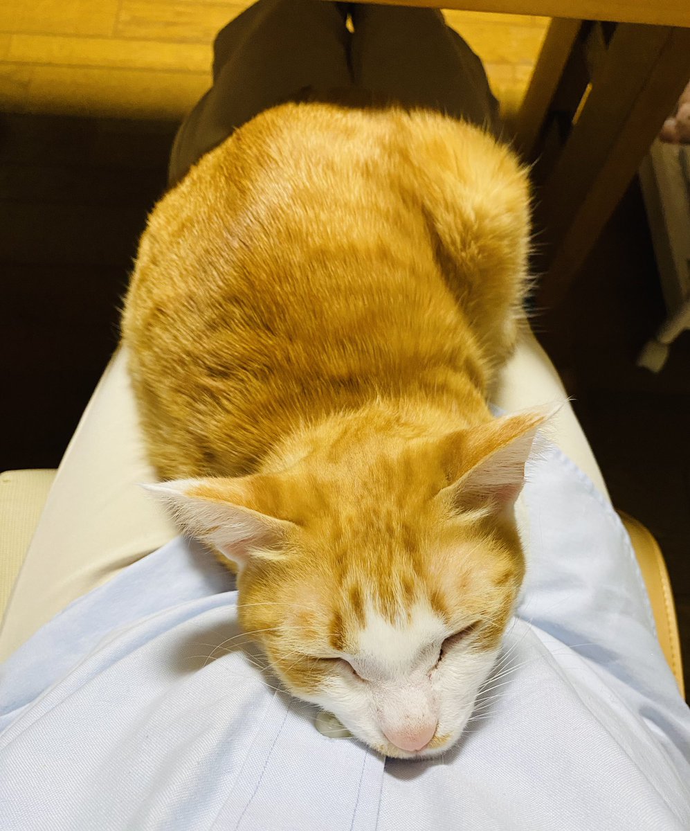 わたしの最高の相談相手🐈♂
昼間はいつも1人(匹)でお留守番
なんとなく可哀想な気がしていた
そして出会った
6月に生まれたばかりの同じ柄🐈
の女の子(耳ダニ治療の為隔離中)
彼は気になって仕方ないw
早く寄り添う姿が見たいけど...
彼女が完治して仲良くなっても
わたしの話しを聞いてくれるかな