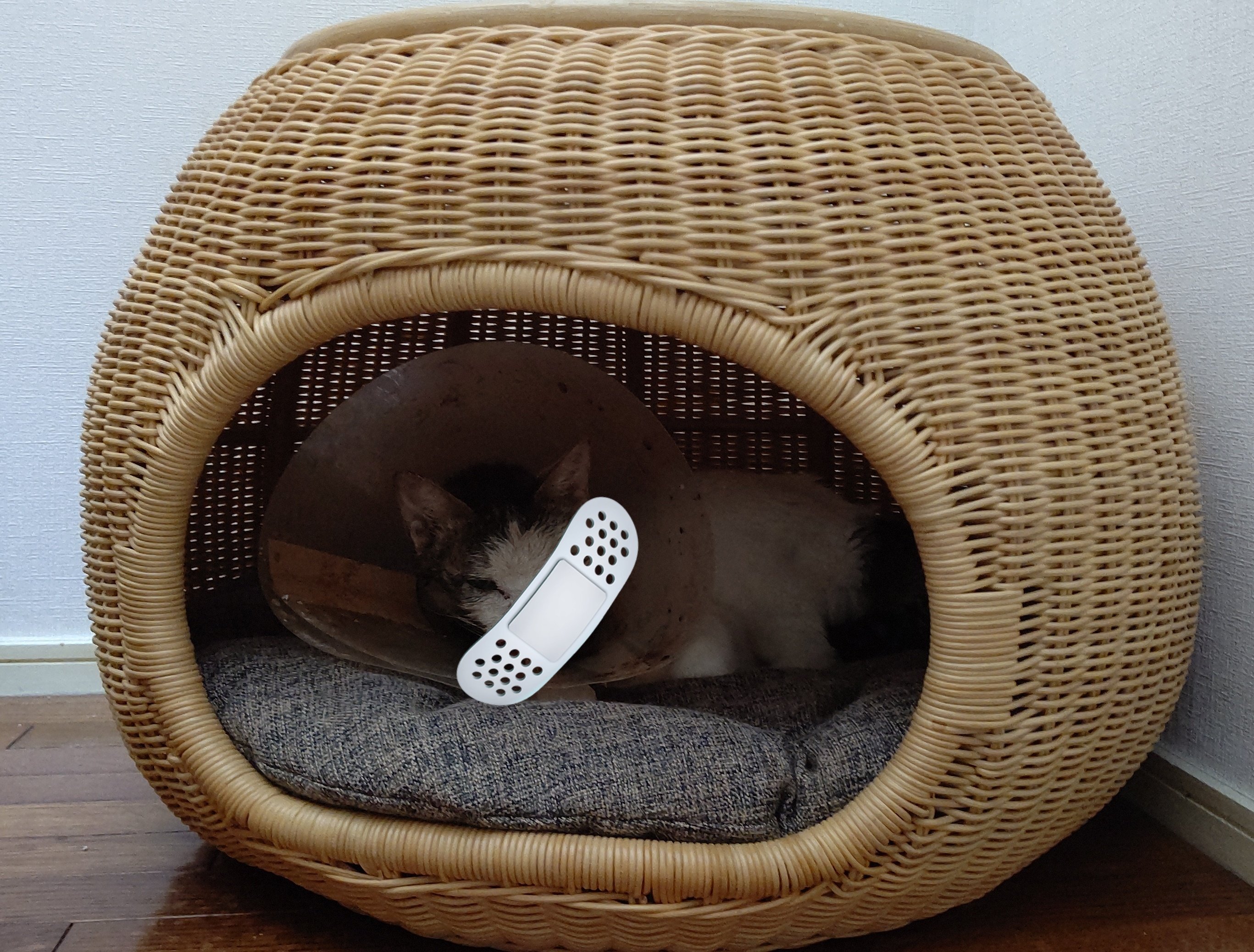 チビちゅけさん🍥 on X: 