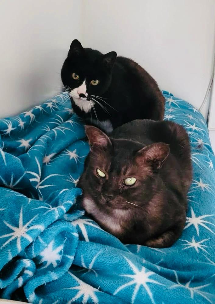 CatsProtection's tweet image. Duo Wisp and Timmy have been waiting over 200 days for someone to notice them! These boys are cute as can be, cuddled up together (as they often are) at Cats Protection Halifax. Help us find them their happily ever after: spr.ly/AdoptWispTimmy 🐾