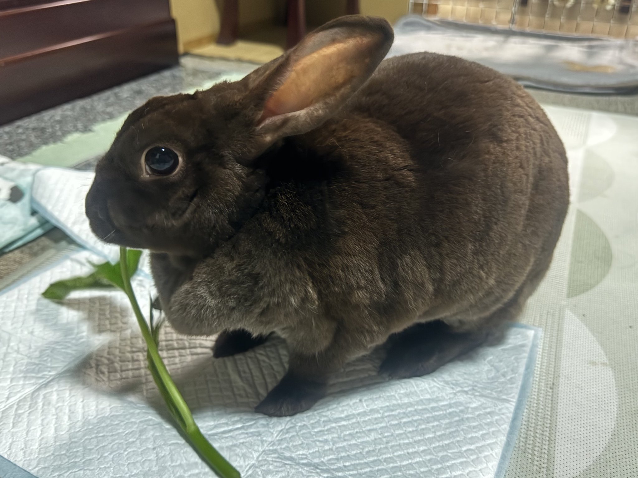 甘辛うさぎ　専用 うさぎのmimi *京都のうさぎ専門店* - の仔うさぎ情報