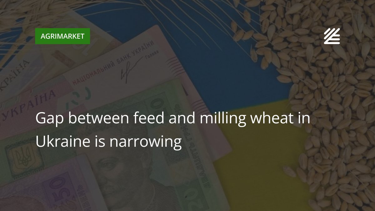 UkrAgroConsult's tweet image. 🇺🇦 Gap between #feed and #milling #wheat in #Ukraine is narrowing

In August, export activity for milling wheat declined due to weaker demand in key markets, particularly in Egypt and the Middle East. 

Read more 👉salo.li/8303ce0