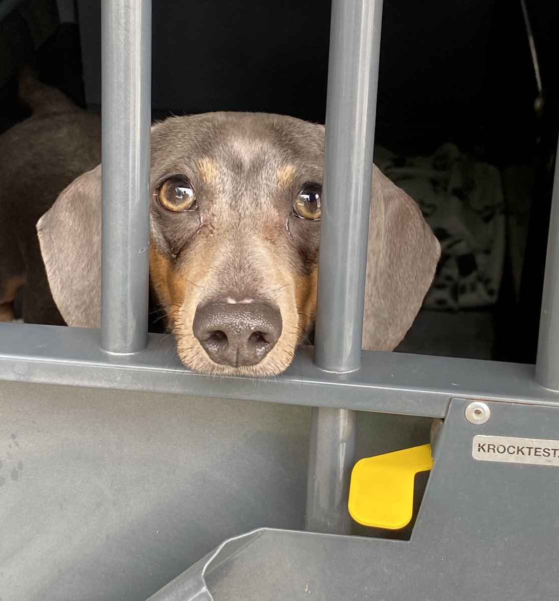 SausageDogHotel's tweet image. &quot;But I don&apos;t want to go home?&quot; - It&apos;s time for Matilda to leave the silliness and return home after her holiday. Don&apos;t worry, I am sure we will see you again soon... #TimeToGoHome