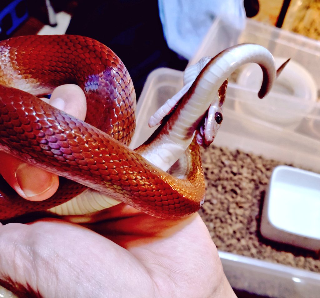 mikeko18's tweet image. 「あららっ！自分を咬んでしまったのね」と、言ってる間にこうなったので驚きましたっ！