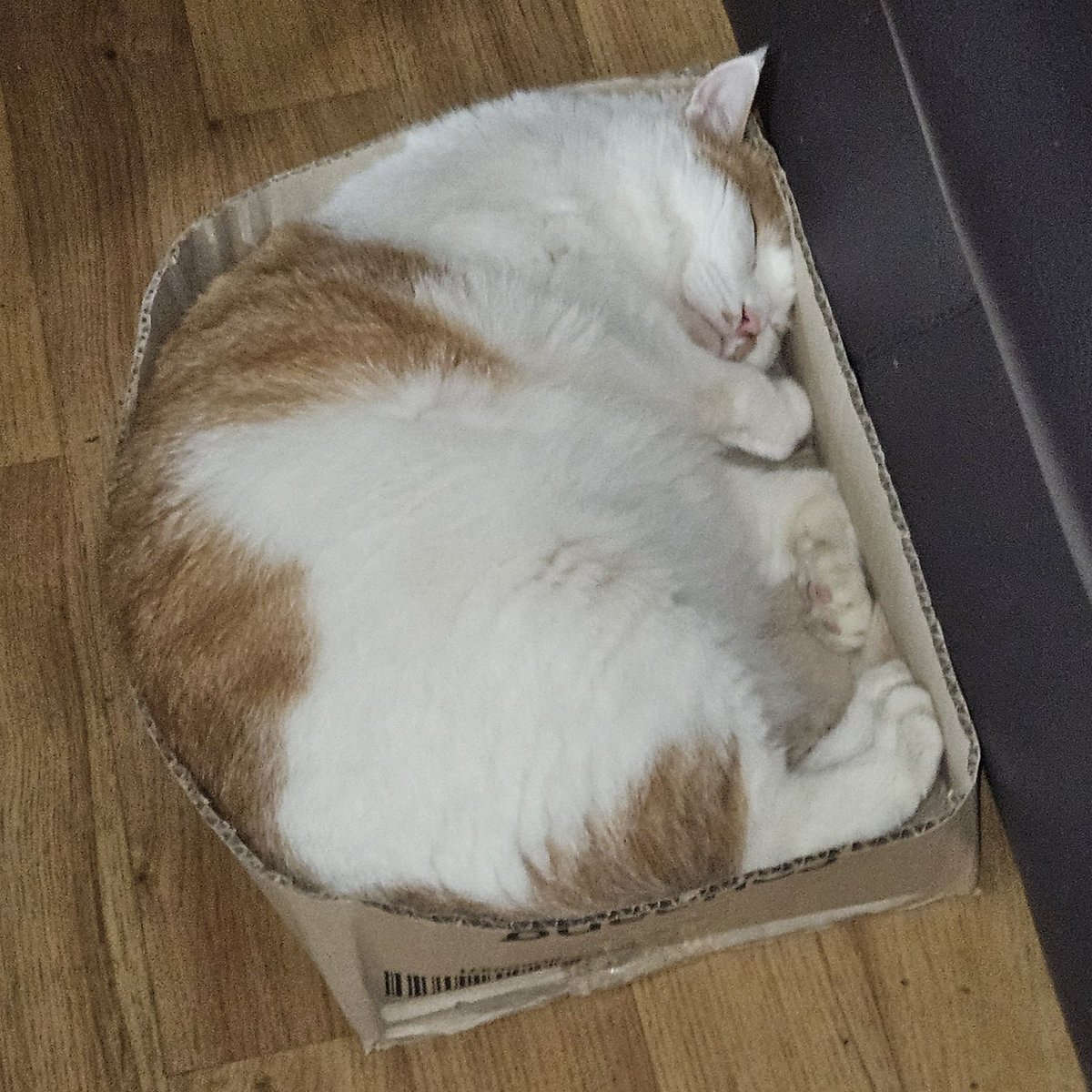 내 아기크림치즈볼아. . .터지겟다