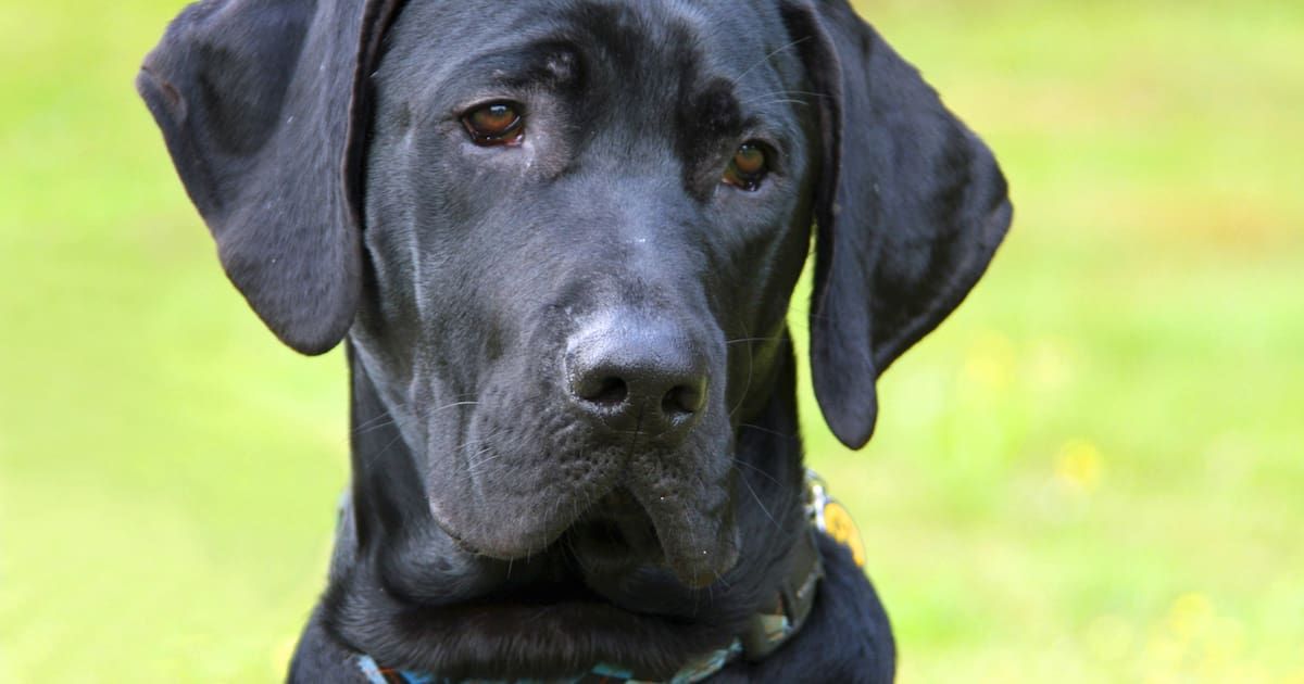 rebew_lexa's tweet image. Der Hund von AfD-Politiker Axel Brösicke (44) aus Brandenburg wurde vergiftet und starb. Die Ursache war ein Leberwurstköder im Garten der Familie. 

Das sind selenlose Drecksäcke die so etwas machen! Wie moralisch verkommen muß sein, dass man ein Tier vergiftet, weil man mit der…