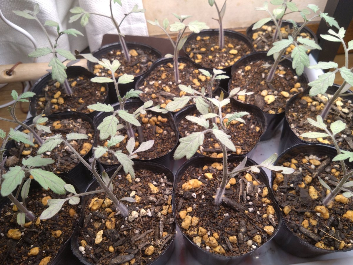 streamAPI_gumi's tweet image. 君たち4週間前と比べるとだいぶ大きくなりましたね🤔