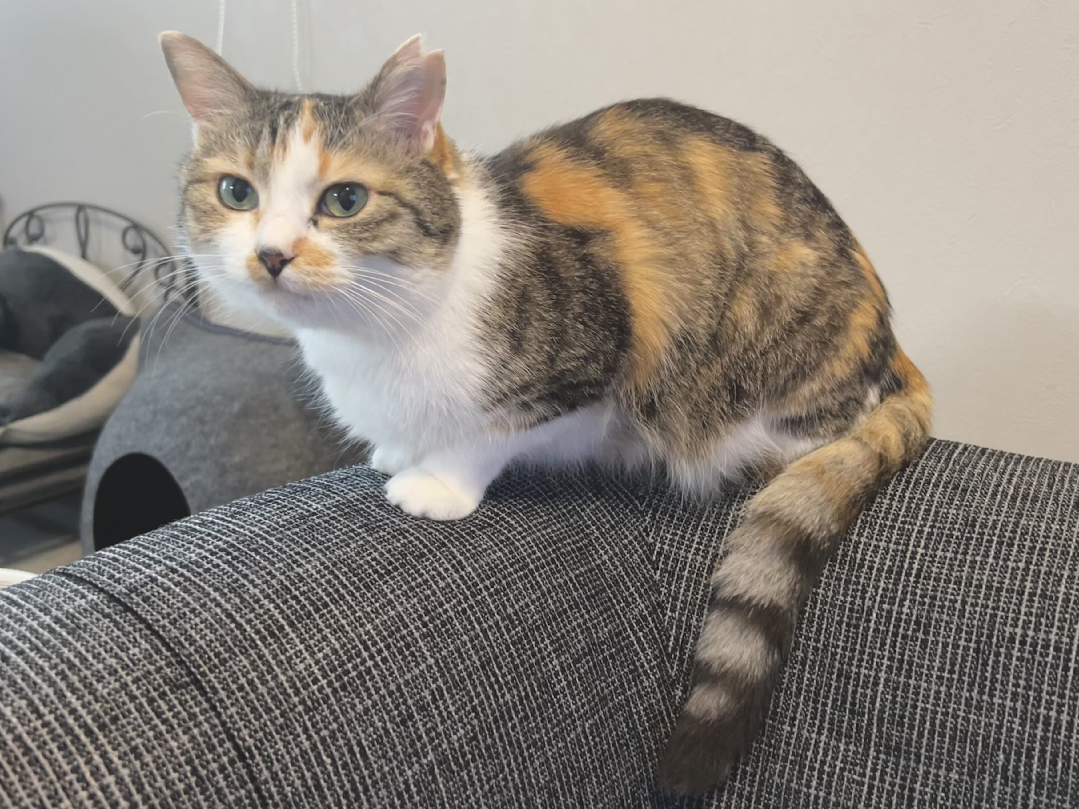 三毛猫♡ うつぶせ三毛猫｜WooBia公式オンラインショップ – WooBia