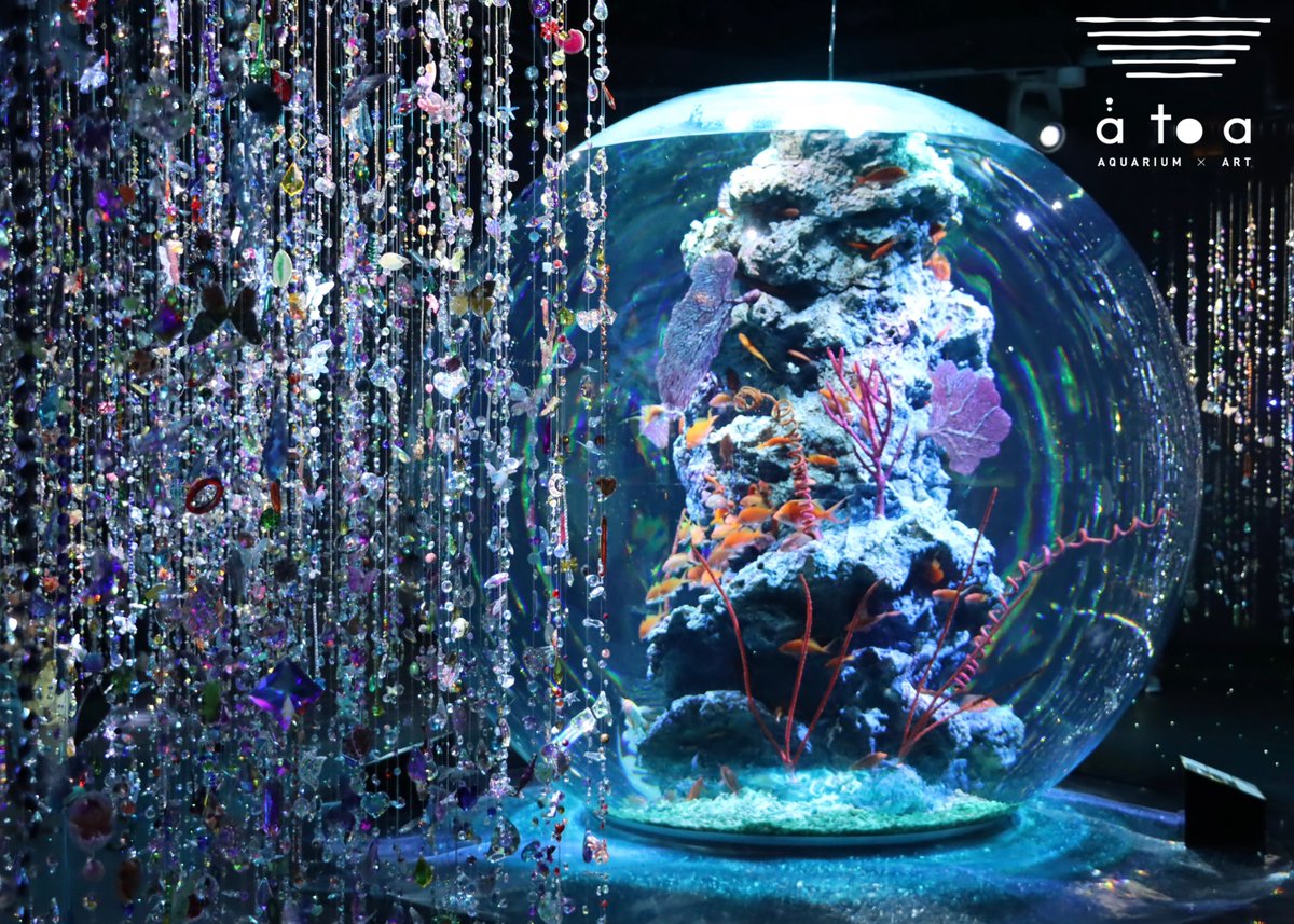 AQUARIUM ✕ ART átoa（アトア）【公式】 (@atoa_kobe) / X