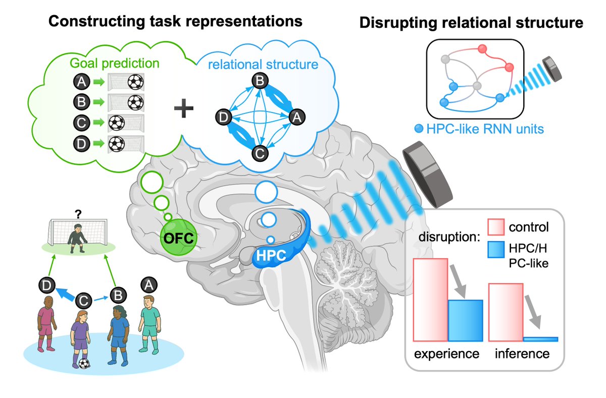 🚨We believe this is a major step forward in how we study hippocampus function in healthy humans.

Using novel behavioral tasks, fMRI, RL &amp; RNN modeling, and transcranial ultrasound stimulation (TUS), we demonstrate the causal role of hippocampus in relational structure learning.