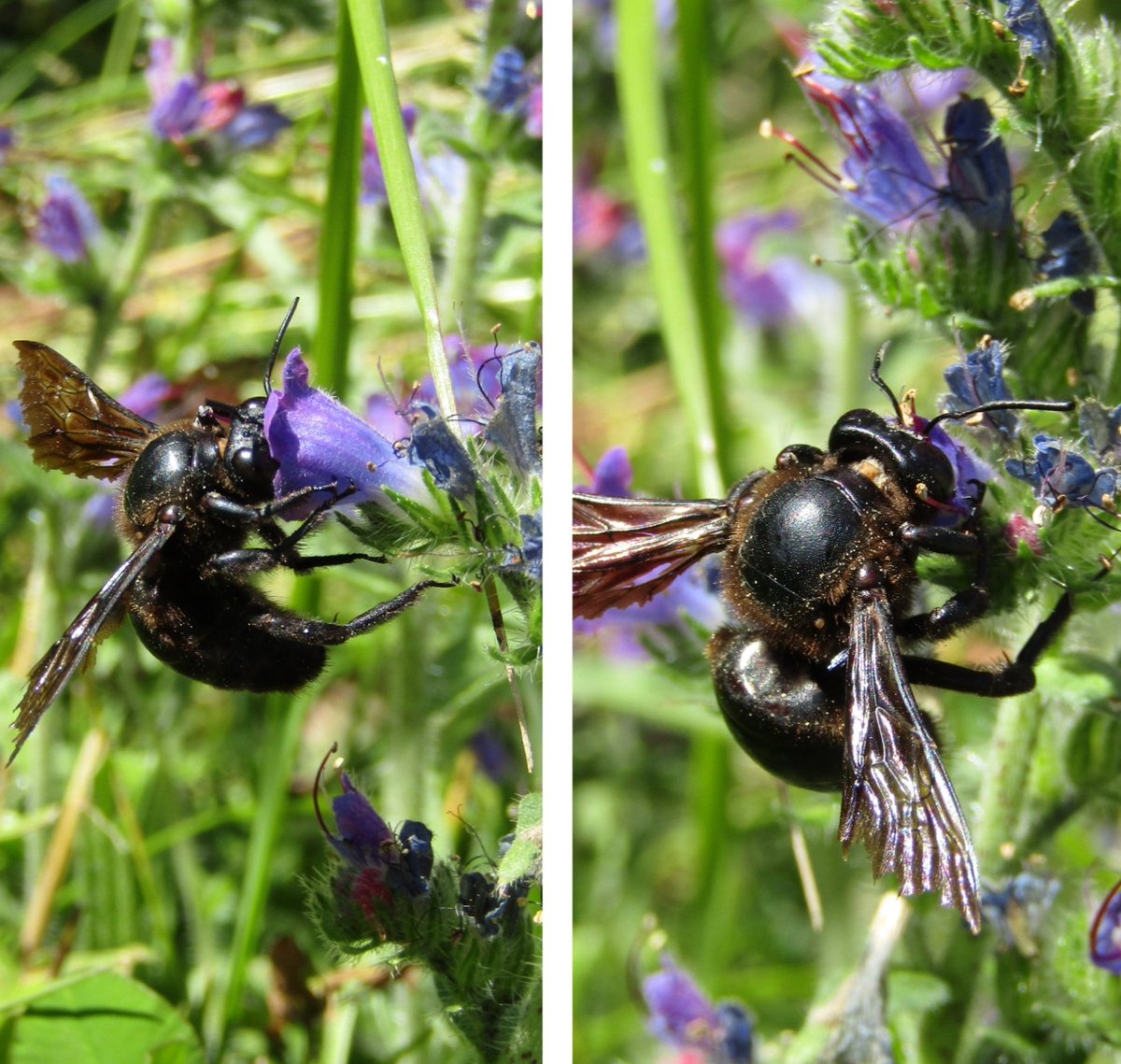 An old Xylocopa (Carpenter bee), after many hours of flight, still looking for nectar on Echium sp. flowers