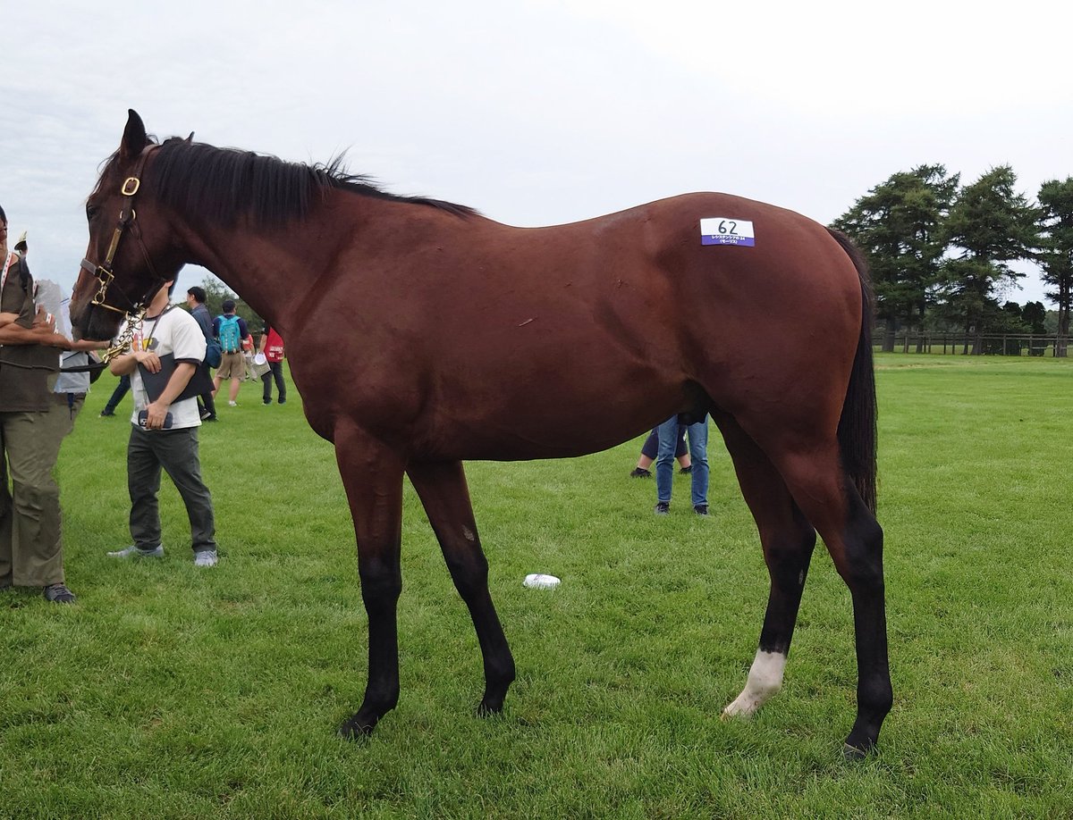 レシステンシアの24
父モーリスの牡馬
松下厩舎予定

初仔のため体高は低いも
すでに457kgと馬格は十分

これも動きは柔らかな怪獣系
トモ幅はハンパなく
唸りながら周回していました

前捌きの回転が速く
運動神経は抜群
四肢の短さや動きを総合的にみて
一流スプリンターの可能性が高いと思われます