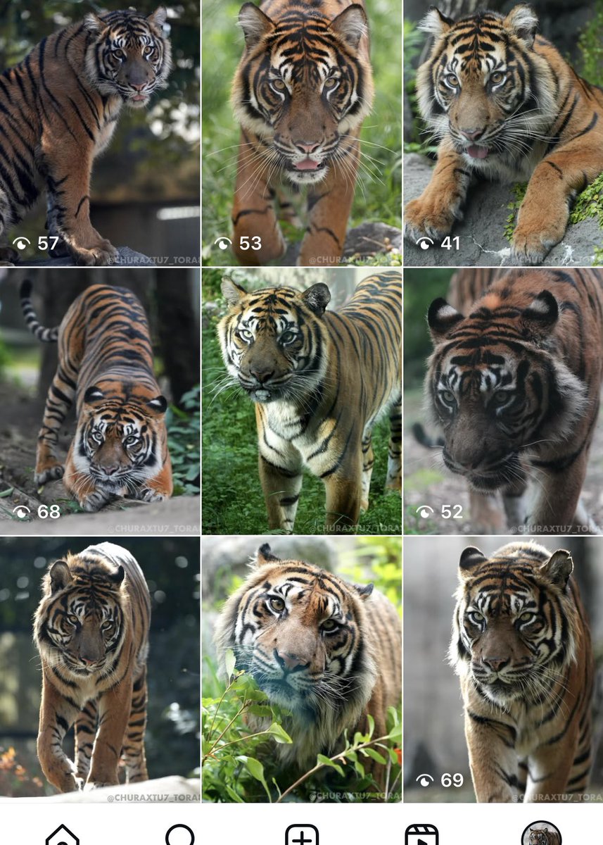 CHURAXTU7_TORA8's tweet image. Instagram始めました✨🐯
スマトラトラを中心に定期的に投稿していきます！🐅
見ていただけると嬉しいです🙇
フィードにトラが並んでいくの楽しい！😆
instagram.com/churaxtu7_tora…
